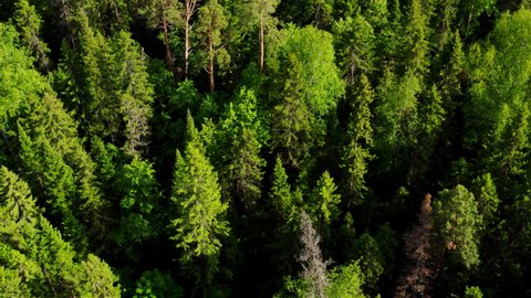 Dense mixed green forest in summer. Aerial view. Siberian taiga consisting of coniferous and deciduous trees. Tops of pines, birches, firs and larches