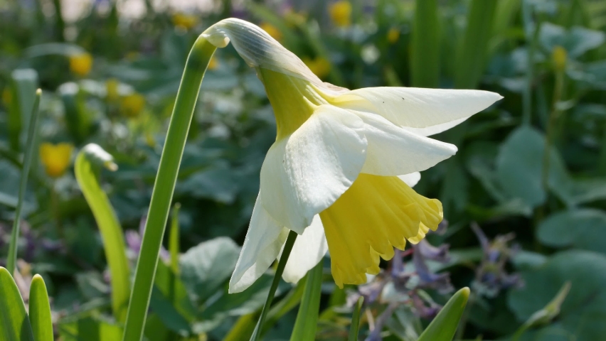 Yellow flower of Narcissus (plant) close up | Shutterstock HD Video #1091848897