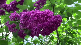 Gorgeous Lilac flowers bushe in the park. For video presentation, advertising.