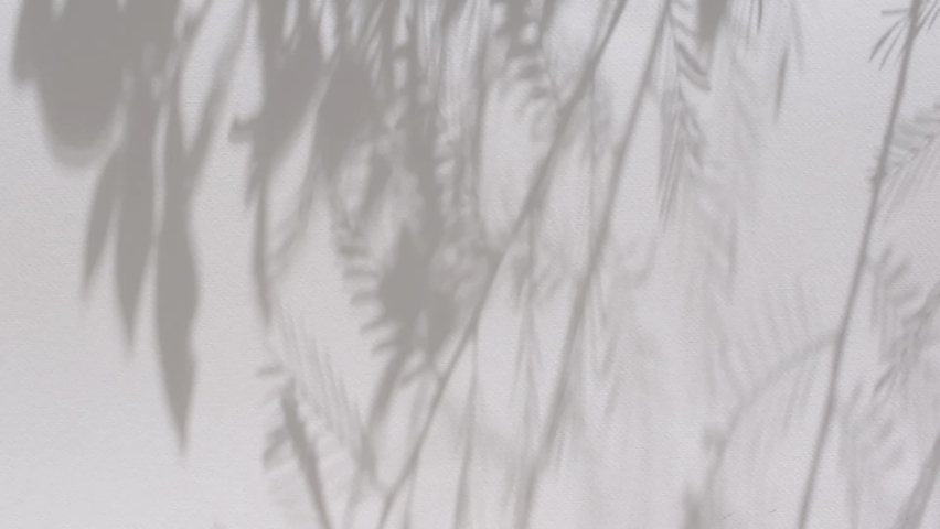 Tree Branch Shadows Nature Sunlight White Wall Video Background | Shutterstock HD Video #1091854893