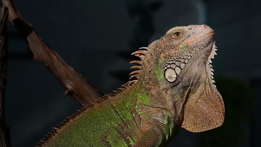 lizard, animal, green lizard with blur background

