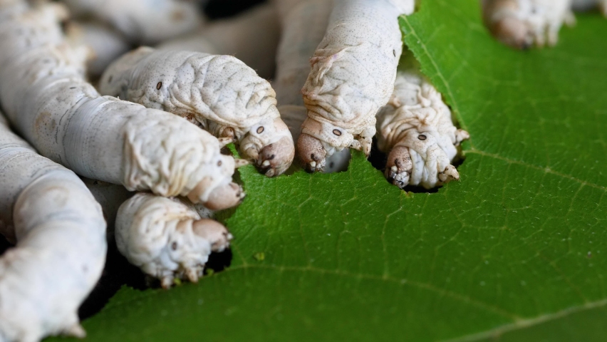 Mature silkworms eat fresh mulberry leaves, close up view, 4k slow motion footage, agriculture concept. Royalty-Free Stock Footage #1091855877