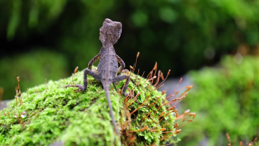Seen on top of the rock with moss as it looks to the right and runs away, Brown Pricklenape Acanthosaura lepidogaster, Khao Yai National Park. Royalty-Free Stock Footage #1091857531