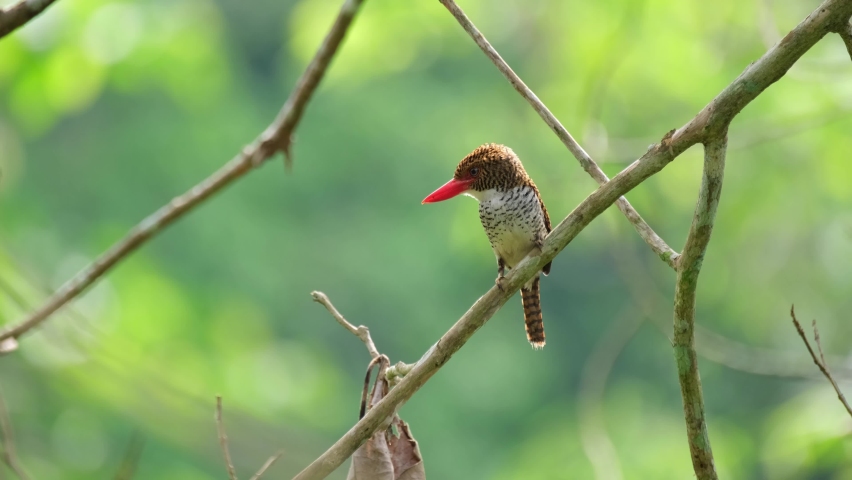 Looking to the left while moving its crown during the morning, Banded Kingfisher Lacedo pulchella, Female, Kaeng Krachan National Park, Thailand