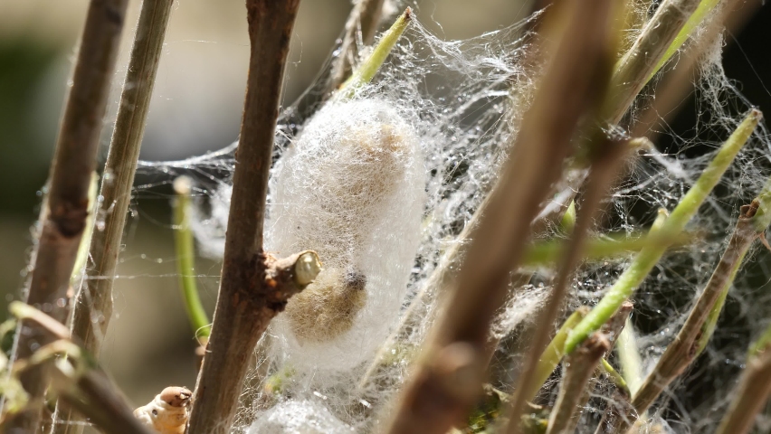 Close up of mature silkworms cocoon on twigs, 4k time lapse footage, back light by sun light, Chinese agriculture and animal concept. Royalty-Free Stock Footage #1091857851