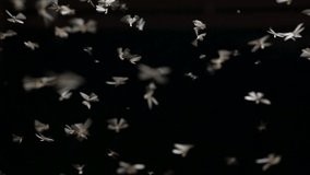 flying insect in dark night, Mayfly flying around the light