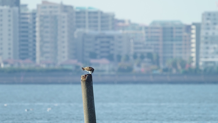 Osprey eating fish in japan