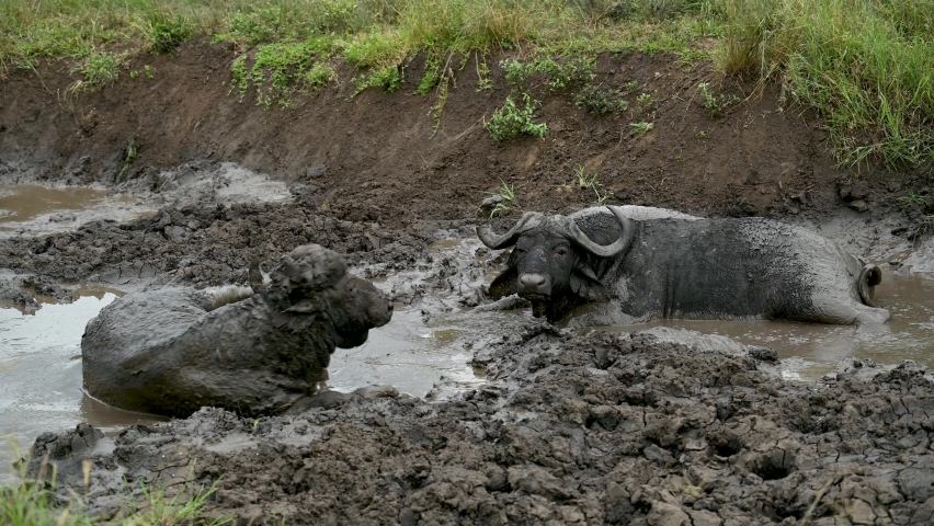 Cape buffalo in a mud hole in the Hluhluwe National Park nature reserve, South Africa Royalty-Free Stock Footage #1091860635