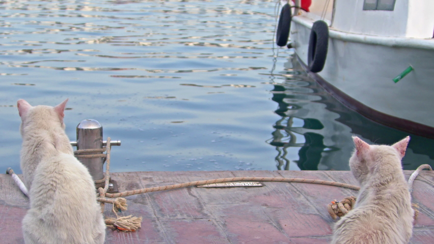 Two Cute White Cats Waiting Fish On The Dock Looking At The Sea Footage.