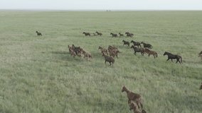 Wild Horses Running, Dust from under the hooves. Wild mustangs run on the beautiful green grass. Herd of horses, mustangs running on steppes aerial view. No color grading, 10 bit DJI DLog-M, 4K video