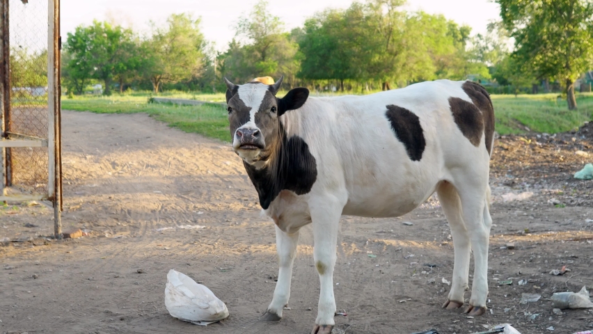 The homemade cow eats waste of a plastic bag in street garbage. Cows eat home waste garbage, deadly plastic bags. Cows climb in the city garbage 4k | Shutterstock HD Video #1091867507