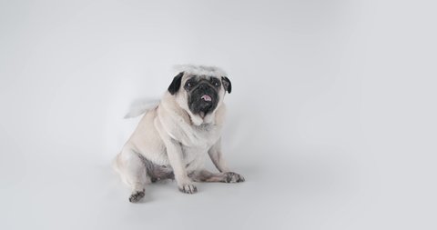 Funny, cute pug dog in character costume of an angel, cupid. Dressed in wings and halo. Funny pet Valentines day, dog good behavior concept. White background