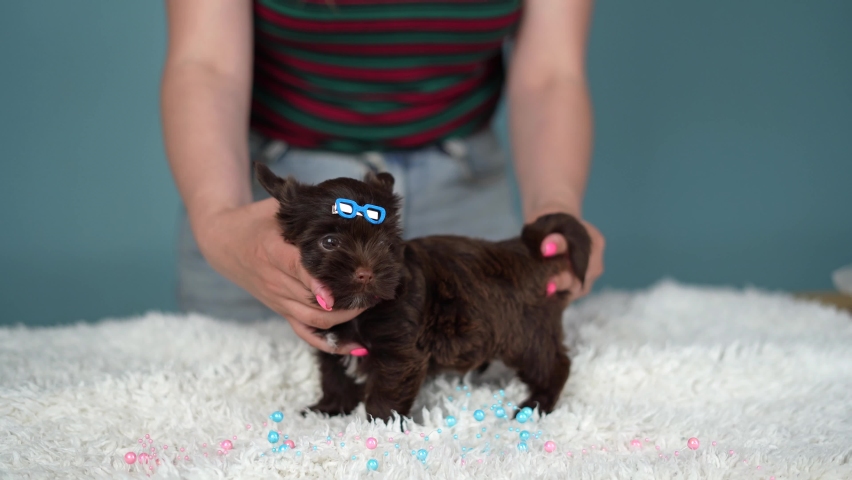 A cute, fluffy, chocolate Yorkshire terrier puppy stands full length on a white carpet in the hands of a young girl, on a blue background, with a beautiful blue clip on her head. Close up