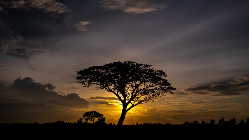 Silhouette of Tree in savanna fields,with dark clouds Sunset On The Background in Masai Mara, Kenya,South Africa. 4K- timelapse.