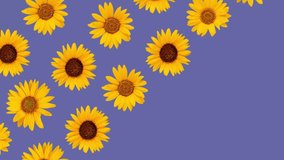 Sunflower pattern on a blue background. Summer concept.4K video and copy space