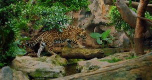 Spotted and black jaguar walk inside jungle forest on fallen tree trunk. Wild panther slow motion video.