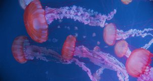 Closeup of Atlantic sea nettle. Chrysaora quinquecirrha, group of Jellyfish slow moving underwater on pure black background.