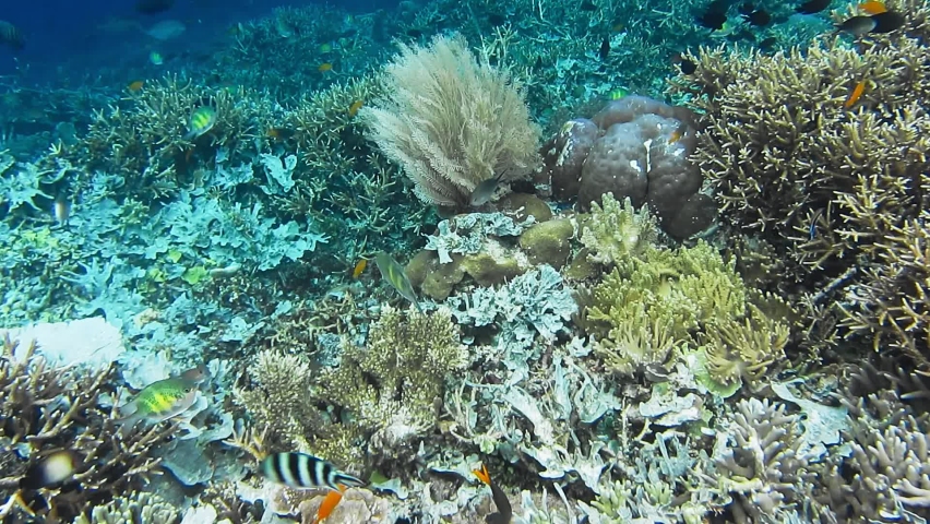 Alive coral reef with hard corals and different tropical fish. Amazing diversity of fish species, Raja Ampat, Indonesia