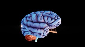 Inflammation of the brain. Human brain Anatomical Model 3D glossy brain