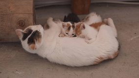 Newborn Baby Kittens Pets With Mom at Floor