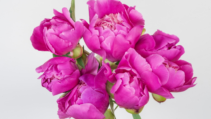 Beautiful pink roses bouquet background. Blooming peony flowers open, time lapse, close-up. Wedding backdrop, Valentine's Day concept. Blossom, flower closeup. 4K UHD video timelapse, time lapse Royalty-Free Stock Footage #1091879673