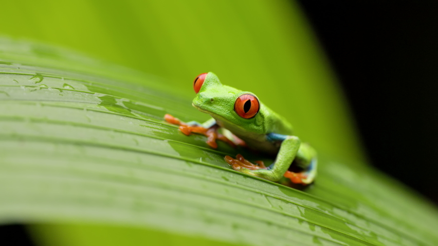 a front view of a red-eyed tree frog on a large leaf in a garden at sarapiqui of costa rica