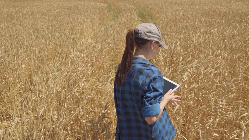 Farmer with digital tablet walks through field with wheat. agriculture concept. young woman engineer rural wheat field. modern farm healthy ecological food. farming concept. agronomist tablet. | Shutterstock HD Video #1091882393