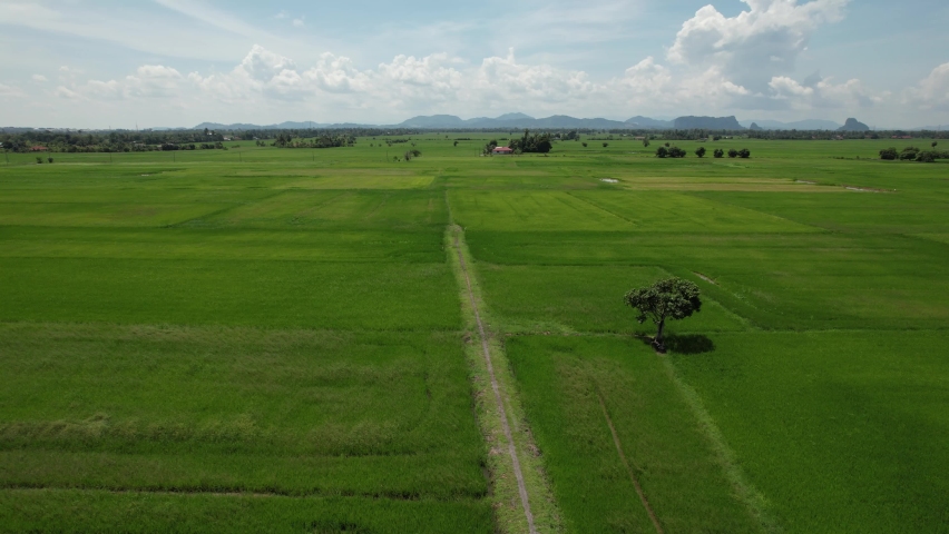 The Paddy Rice Fields of Kedah and Perlis, Malaysia | Shutterstock HD Video #1091885533