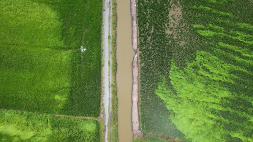 The Paddy Rice Fields of Kedah and Perlis, Malaysia | Shutterstock HD Video #1091885573