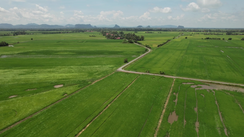 The Paddy Rice Fields of Kedah and Perlis, Malaysia | Shutterstock HD Video #1091885583