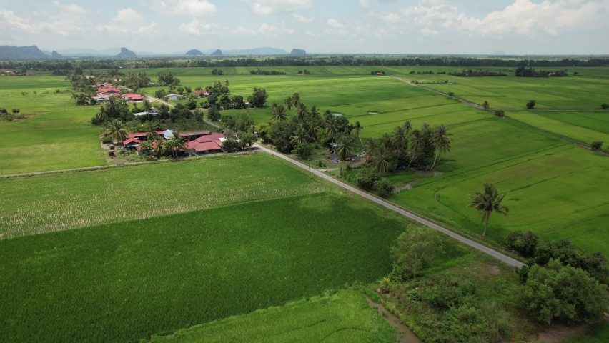 The Paddy Rice Fields of Kedah and Perlis, Malaysia | Shutterstock HD Video #1091885595