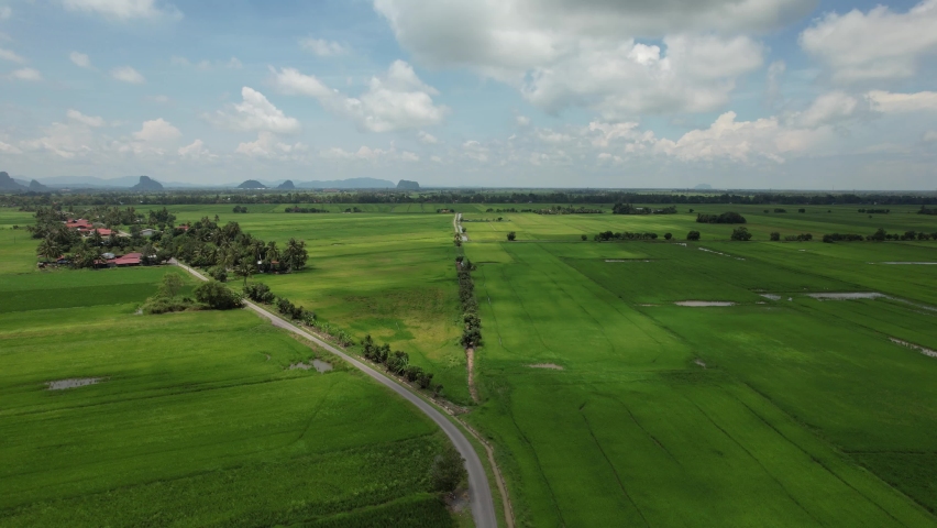 The Paddy Rice Fields of Kedah and Perlis, Malaysia | Shutterstock HD Video #1091885599