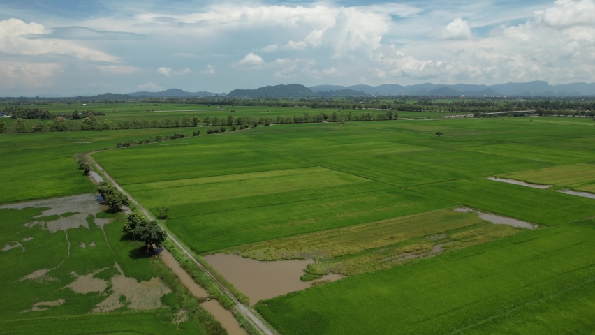 The Paddy Rice Fields of Kedah and Perlis, Malaysia | Shutterstock HD Video #1091885601