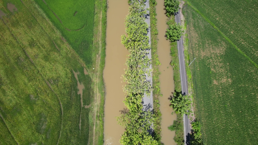 The Paddy Rice Fields of Kedah and Perlis, Malaysia | Shutterstock HD Video #1091885613