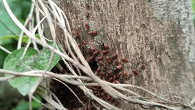 Video showing a red bug cluster with random movements over a tree trunk in natural daylight against natural background 