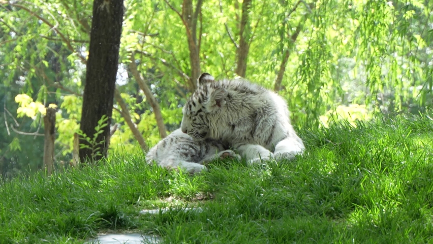 Little white tiger bengal tiger licking fur on grass