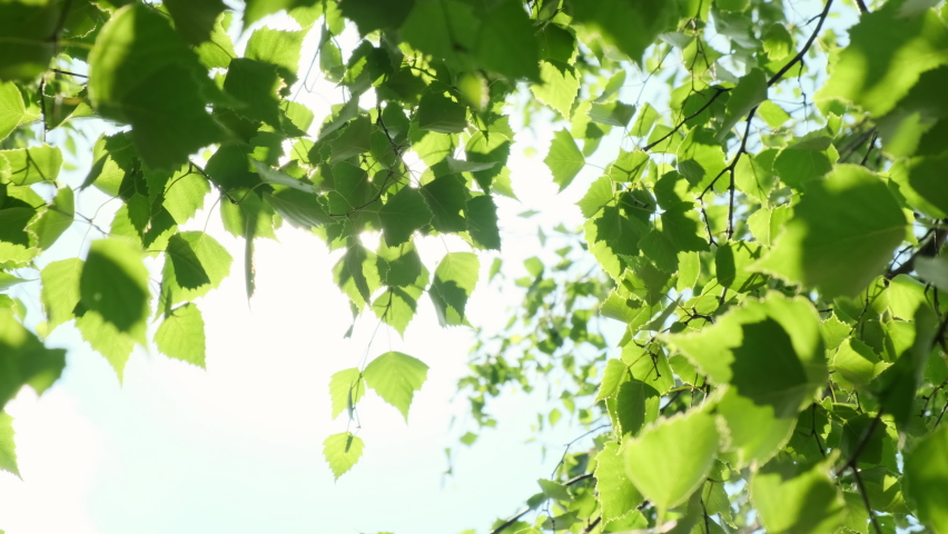 Sunlight through green leaves of birch tree. Sunny clear weather on summer day, good mood.  Royalty-Free Stock Footage #1091889749