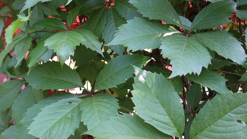 Five-leaved ivy, also known as virginia creeper, victoria creeper and five-finger, in summer. Sunny day oudoors, leaves are swinging in the wind.