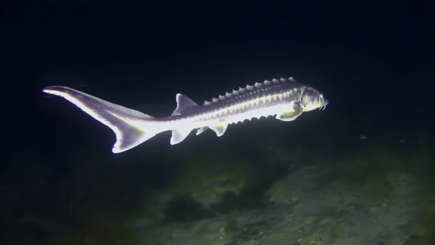 Danube sturgeon or Russian sturgeon (Acipenser gueldenstaedtii) swims slowly over brown algae, then slowly moves away into the darkness.