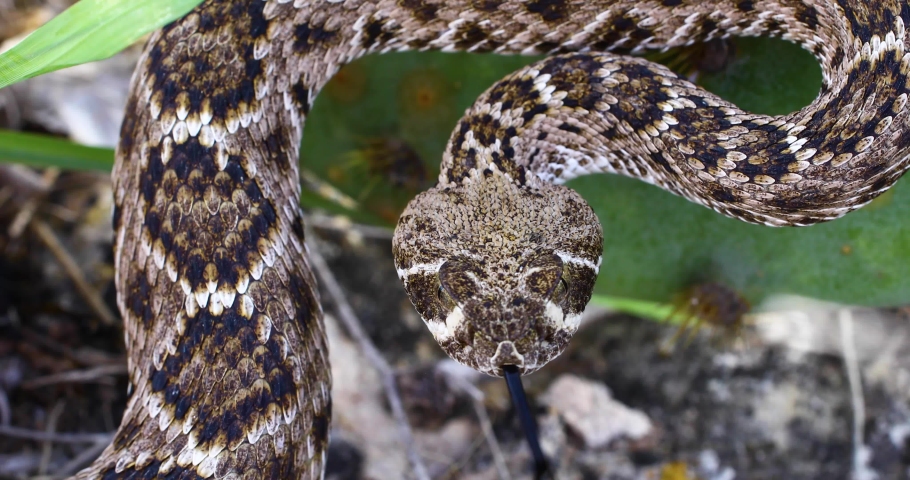Static video of a Western Diamondback Rattlesnake(Crotalus atrox). Close up shot of the snake coiled.