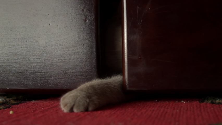 Gray cat's paw plays with human fingers from under the bed. A cat plays with people. Playful paw of a kitten with sharp claws. Royalty-Free Stock Footage #1091908331
