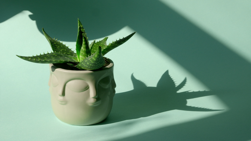 The man puts the vase on the table. Incredible Aloe tigrina succulent in a gray round pot on a blue endless background. Shadows from the window. Blue cyclorama. Copy space.