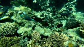 Red Sea Fauna. Static video of a coral reef in the Red Sea. Beautiful underwater background with fish and corals. High quality 4k footage
