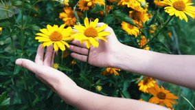 Woman hand touching yellow flowers. video 4k.