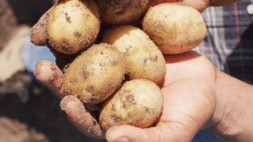 Video of hands of african american man holding potatoes. modern organic farm, agriculture business and technology concept.