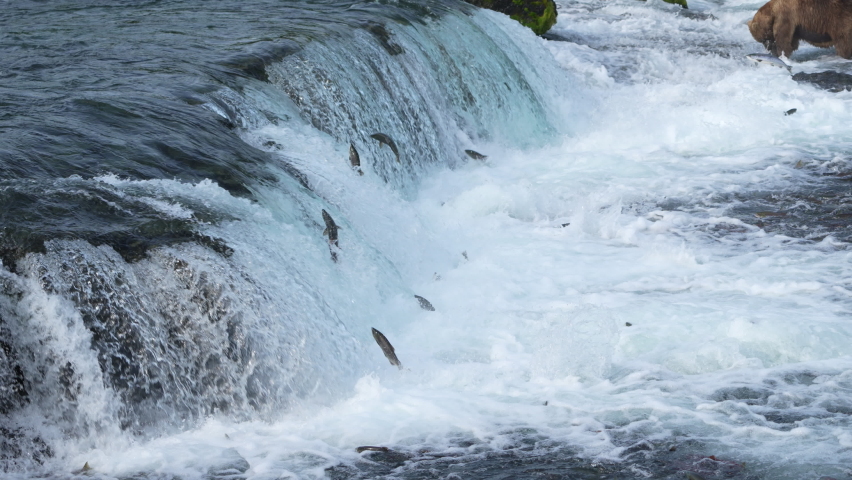 Sockeye Salmon jumping Brooks Falls in Katmai National, Park Alaska - Slow Motion | Shutterstock HD Video #1091921739