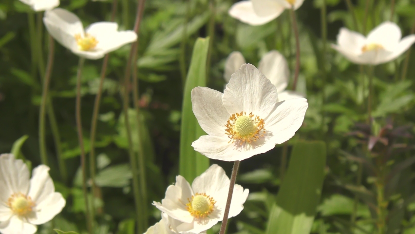 White flowers of the Forest anemone or Anemone (Latin. Anemone) on a spring day 