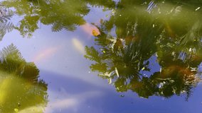 Slow motion view of large, colourful koi carp swimming in an ornamental garden pond.