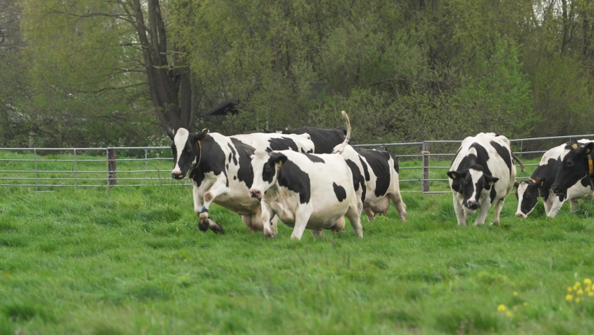 Group of happy dutch cows just released into field during spring doing cowdance Royalty-Free Stock Footage #1091927157