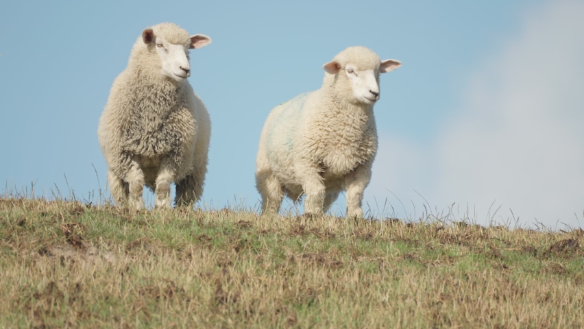 A flock of sheep on the hill on a lush green meadow. Slow-motion, pan follow. Royalty-Free Stock Footage #1091927175